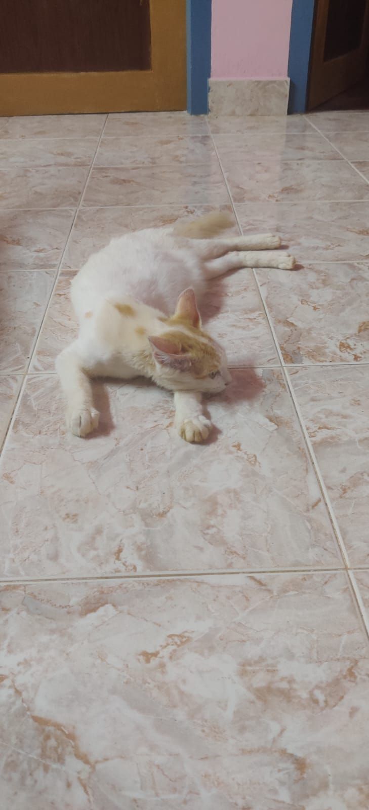 Cat Person or Dog Person&nbsp;?