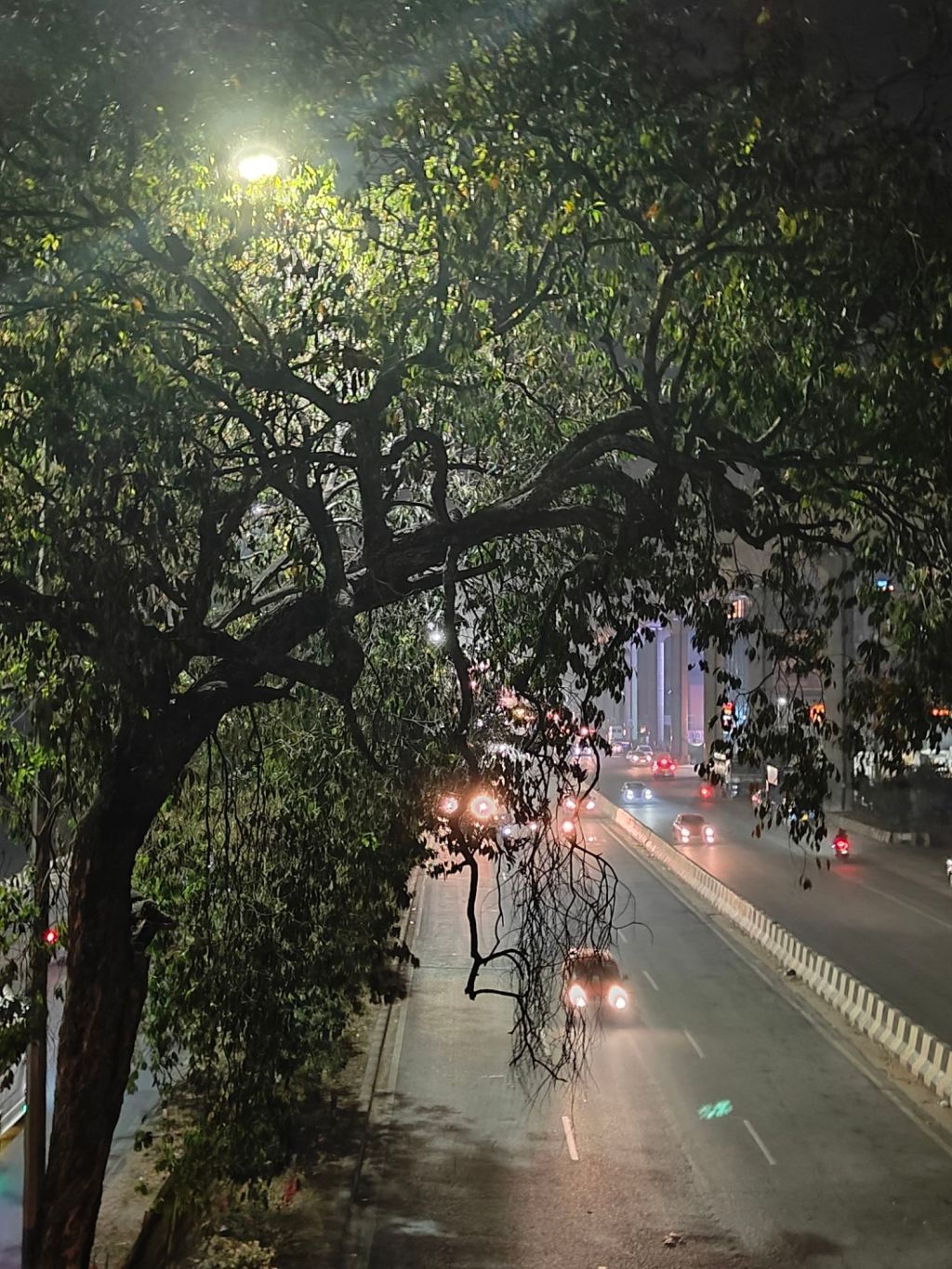 Brightness In the Nights